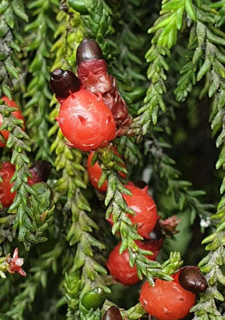 Shade Tolerant Plants – Tagged 